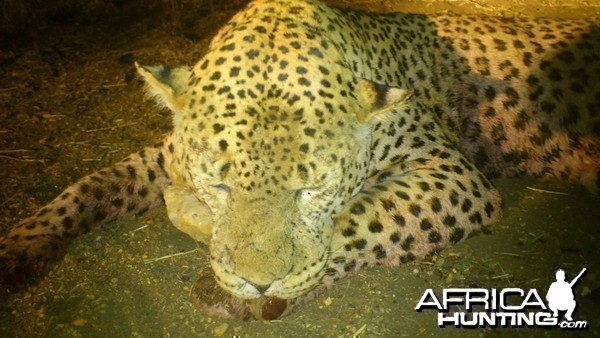 Leopard hunted with Ozondjahe Hunting Safaris in Namibia