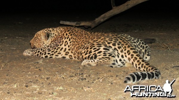 Leopard hunted with Ozondjahe Hunting Safaris in Namibia