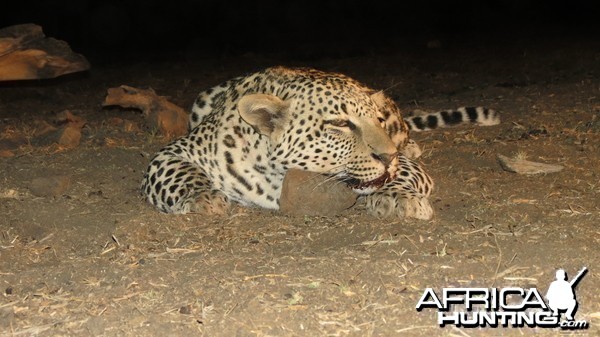 Leopard hunted with Ozondjahe Hunting Safaris in Namibia