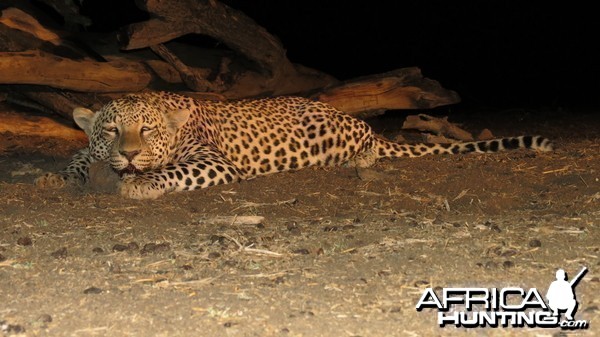 Leopard hunted with Ozondjahe Hunting Safaris in Namibia