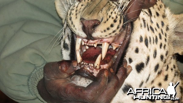 Leopard hunted with Ozondjahe Hunting Safaris in Namibia