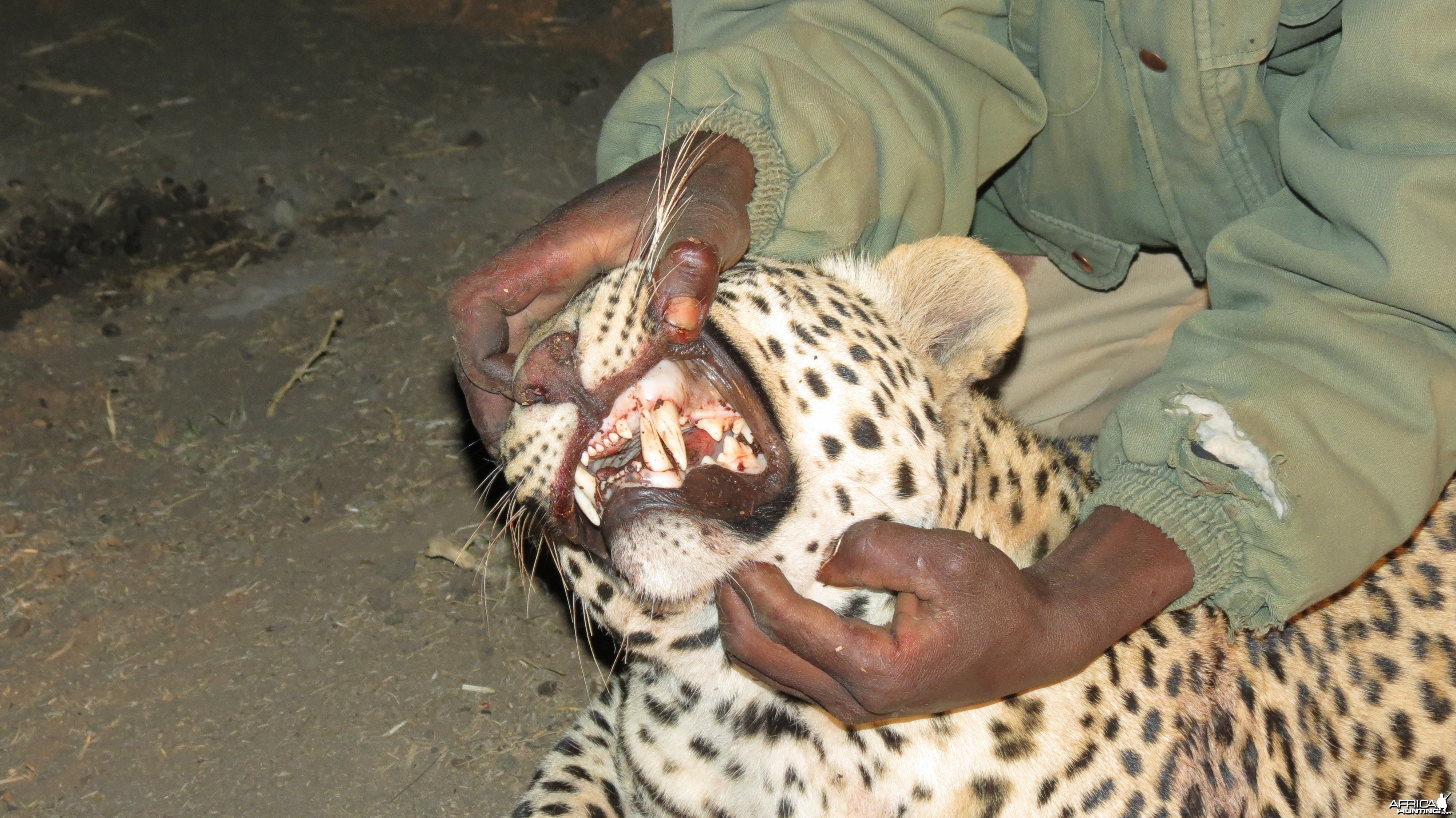 Leopard hunted with Ozondjahe Hunting Safaris in Namibia