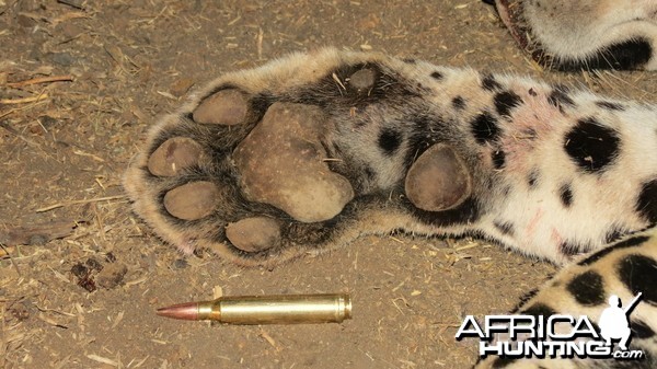 Leopard hunted with Ozondjahe Hunting Safaris in Namibia