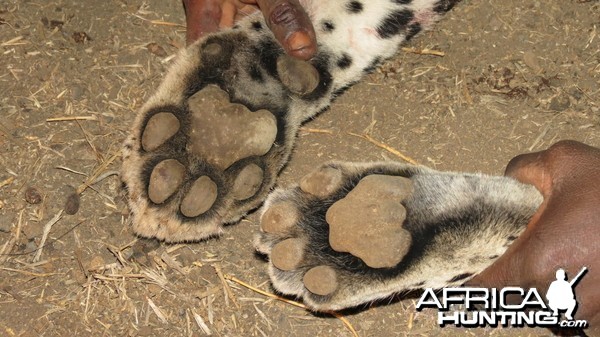 Leopard hunted with Ozondjahe Hunting Safaris in Namibia