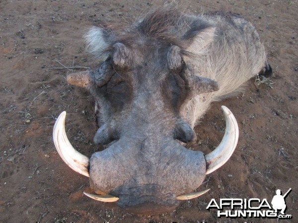 Warthog hunted with Ozondjahe Hunting Safaris in Namibia