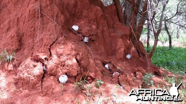 Omajowa termite hill mushrooms Namibia