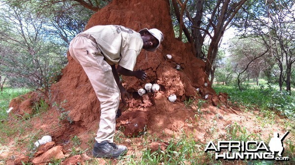 Omajowa termite hill mushrooms Namibia