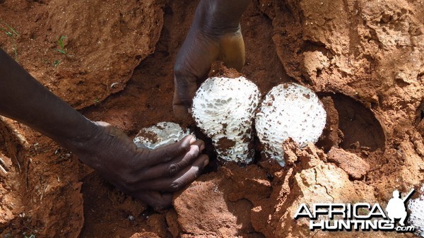 Omajowa termite hill mushrooms Namibia