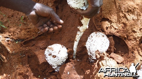 Omajowa termite hill mushrooms Namibia