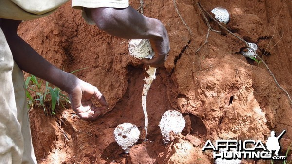 Omajowa termite hill mushrooms Namibia