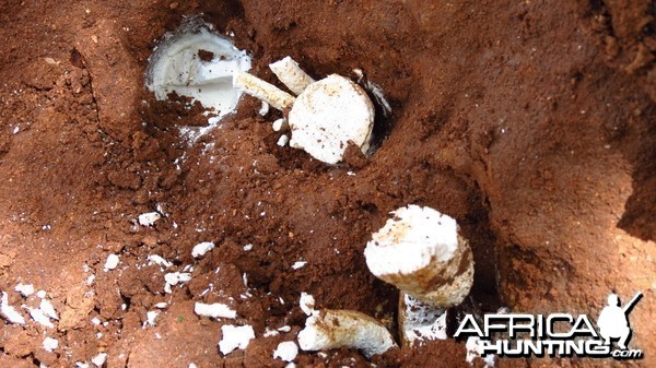 Omajowa termite hill mushrooms Namibia