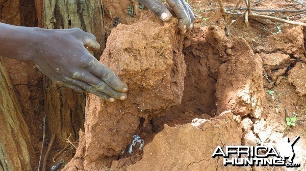 Omajowa termite hill mushrooms Namibia