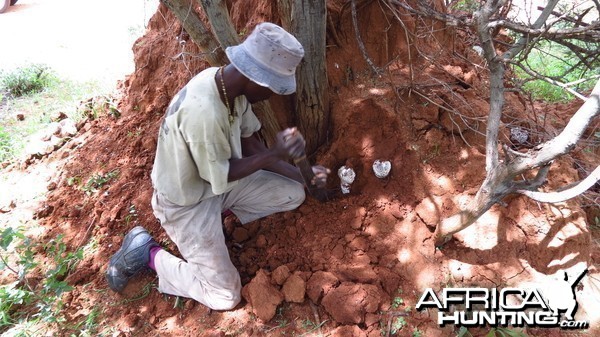 Omajowa termite hill mushrooms Namibia