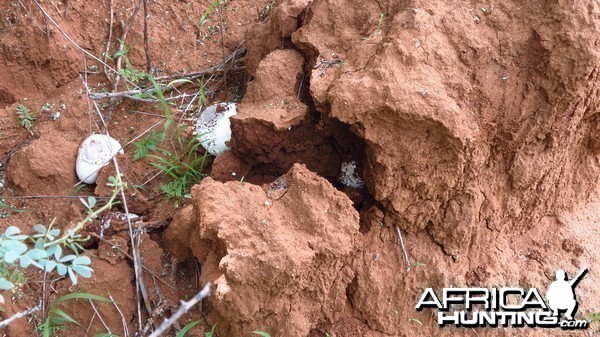 Omajowa termite hill mushrooms Namibia