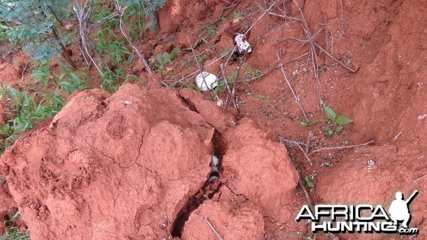 Omajowa termite hill mushrooms Namibia