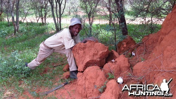 Omajowa termite hill mushrooms Namibia