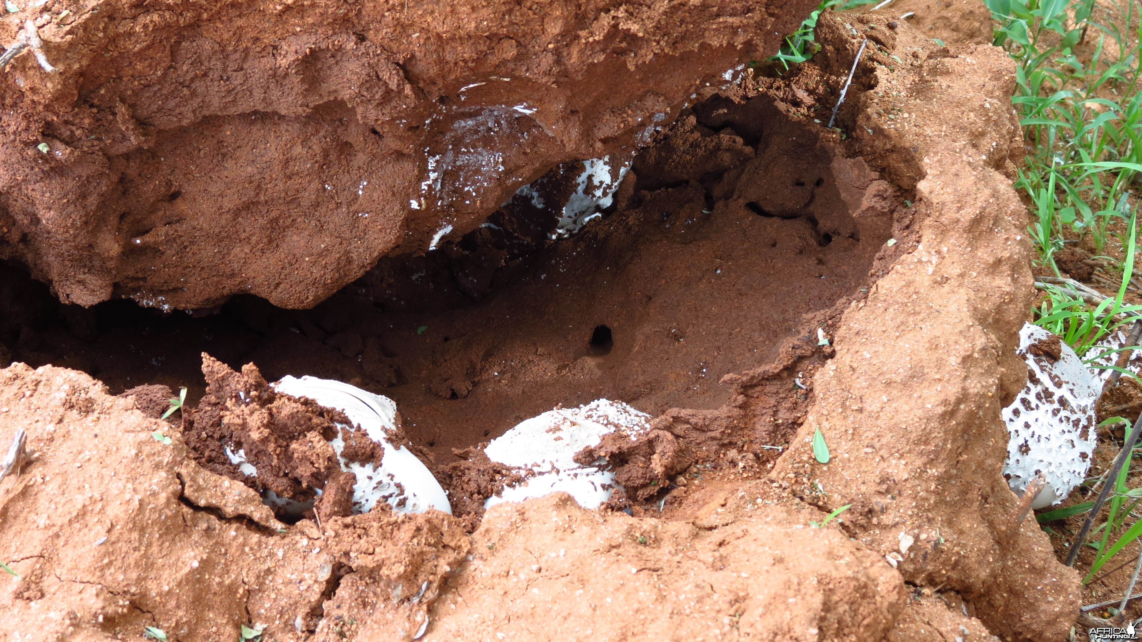 Omajowa termite hill mushrooms Namibia