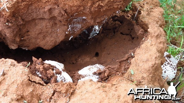 Omajowa termite hill mushrooms Namibia