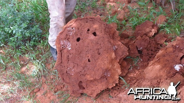 Omajowa termite hill mushrooms Namibia