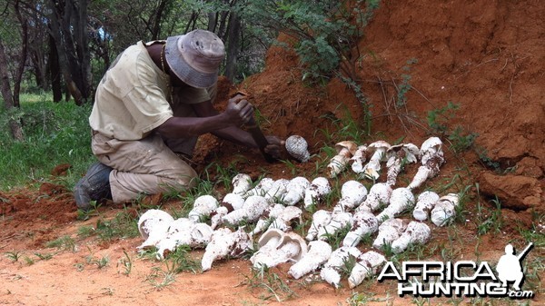 Omajowa termite hill mushrooms Namibia