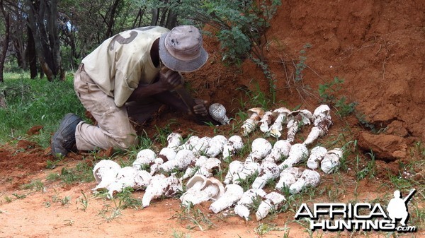 Omajowa termite hill mushrooms Namibia