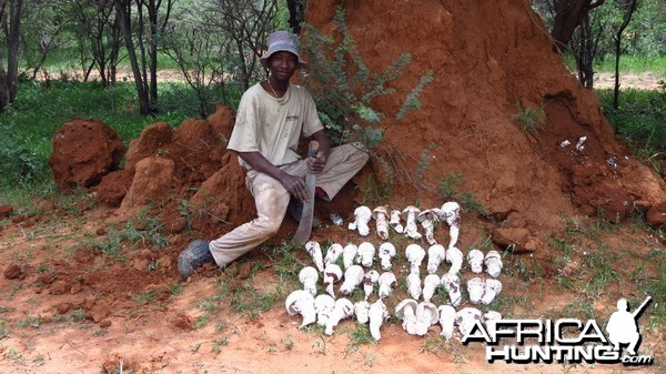 Omajowa termite hill mushrooms Namibia