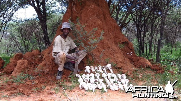 Omajowa termite hill mushrooms Namibia