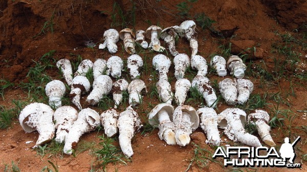 Omajowa termite hill mushrooms Namibia