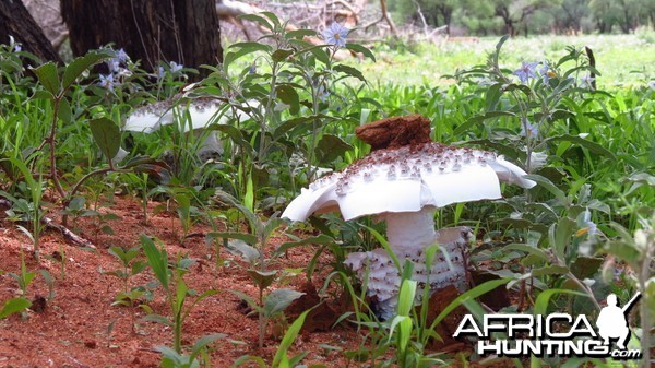 Omajowa termite hill mushrooms Namibia