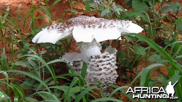 Omajowa termite hill mushrooms Namibia