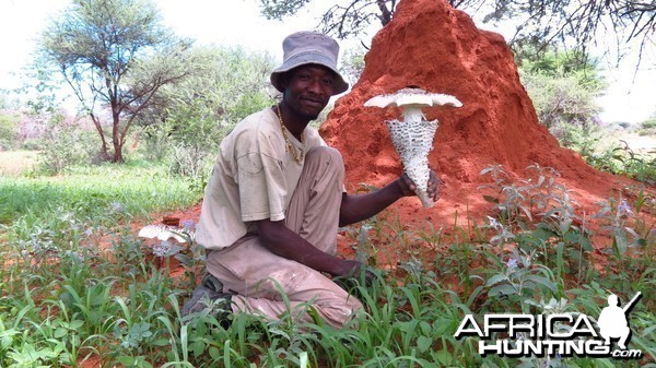 Omajowa termite hill mushrooms Namibia