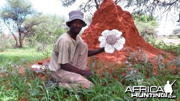 Omajowa termite hill mushrooms Namibia