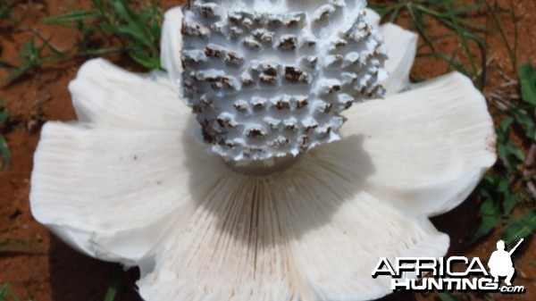 Omajowa termite hill mushrooms Namibia