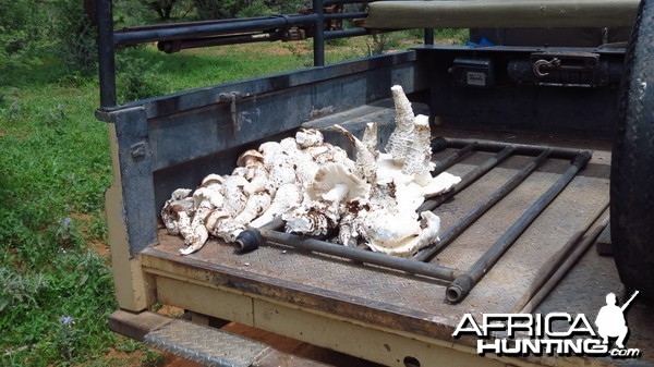 Omajowa termite hill mushrooms Namibia