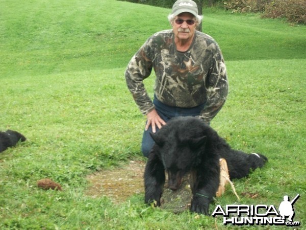 Maine black bear