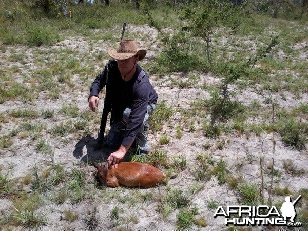 red duiker