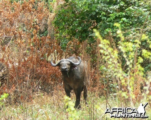 Northwestern buffalo - Central africa