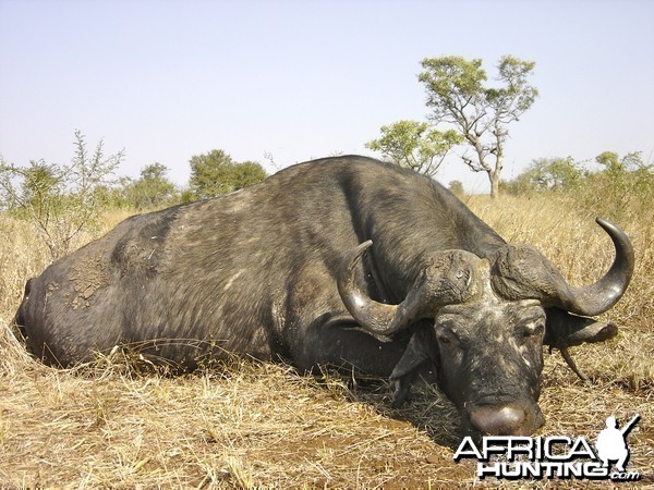 Free Range Buffalo ~ South Africa