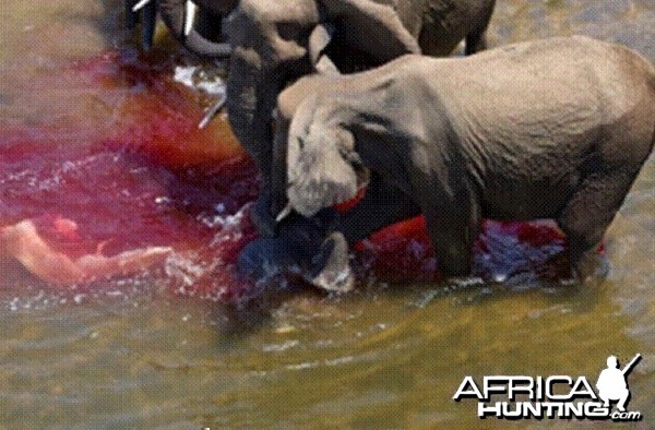 Elephant born in the river in Kruger National Park 2012!