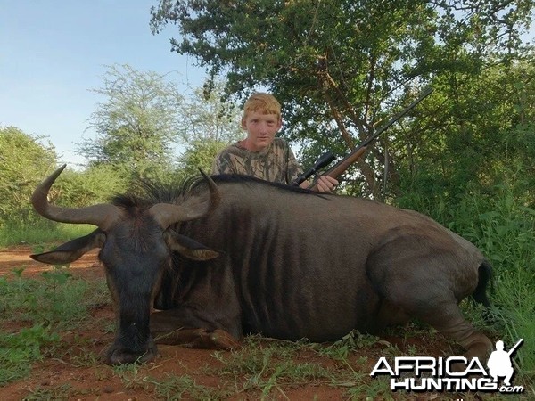 34'' blue wildebeest cow . harmonie safaris.