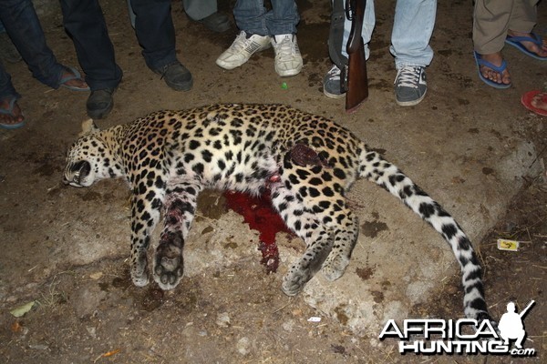 Maneating Leopard India