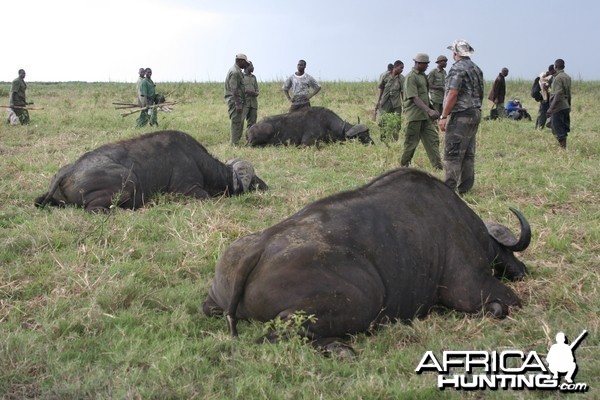 Buffalo hat trick...Mozambique