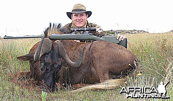 Black Wildebeest