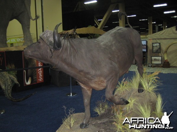 Taxidermy at Safari Club International Convention