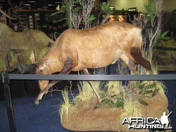 Taxidermy at Safari Club International Convention