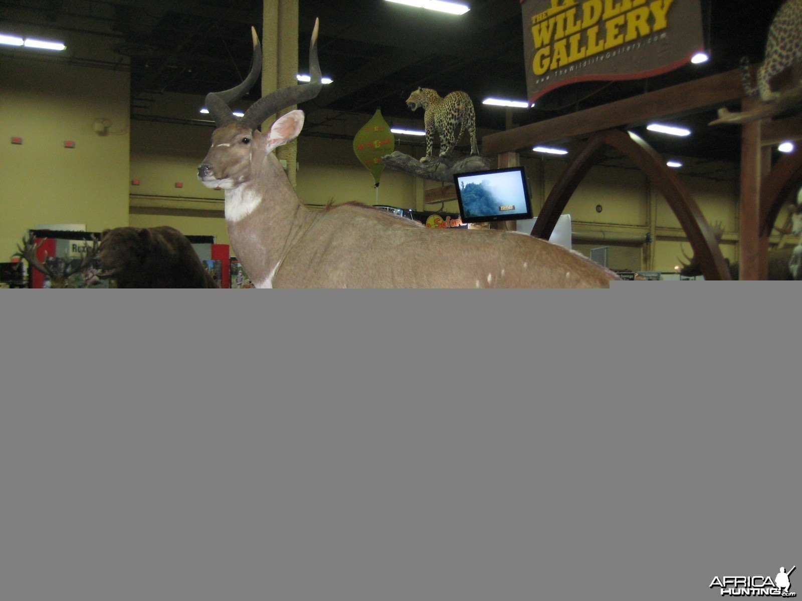 Taxidermy at Safari Club International Convention