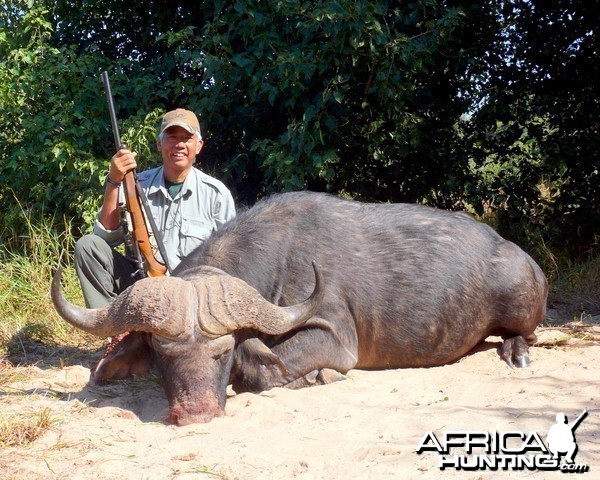 zimbabwe buffalo