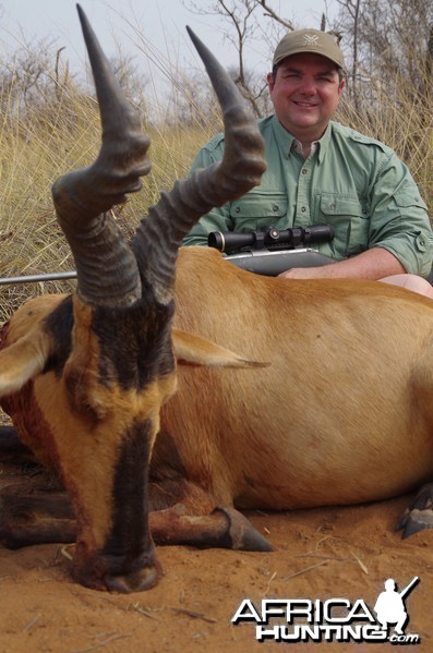 Red Hartebeest