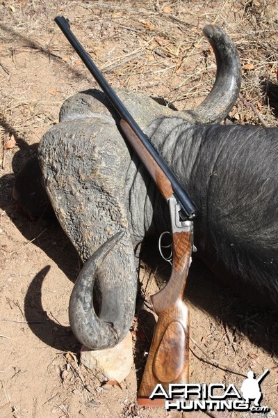 Greater Kruger Buffalo with 470 NE