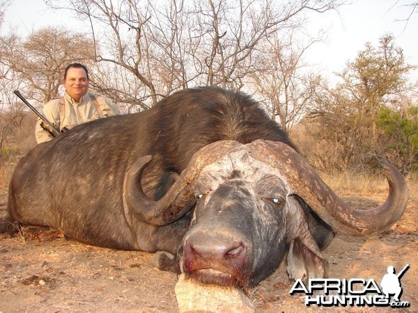 Greater Kruger Buffalo